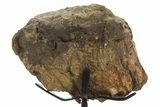 Fossil Hadrosaur Metatarsal Section w/ Metal Stand - South Dakota #378536-2